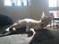 Savannah VikingSavannahs"SHEBA"