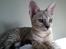 Savannah VikingSavannahs"SHEBA"