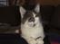 Maine Coon Blackangel's Guldkaramel D. 24.03.2025