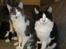 Maine Coon Blackangel's Guldkaramel D. 24.03.2025
