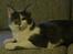 Maine Coon Blackangel's Guldkaramel D. 24.03.2025