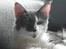 Maine Coon Blackangel's Guldkaramel D. 24.03.2025