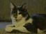 Maine Coon Blackangel's Guldkaramel D. 24.03.2025