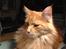 Maine Coon Leo 