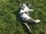 Huskat Hvidmis