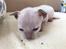 Cornish Rex DK*Pixiepaws Monty Green