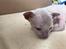 Cornish Rex DK*Pixiepaws Monty Green