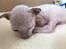 Cornish Rex DK*Pixiepaws Monty Green
