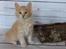 Kurilean Bobtail KorZhik's Tykke Bertha,