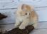 Kurilean Bobtail KorZhik's Tykke Bertha,