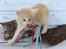Kurilean Bobtail KorZhik's Tykke Bertha,