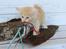 Kurilean Bobtail KorZhik's Tykke Bertha,