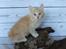 Kurilean Bobtail KorZhik's Tykke Bertha,