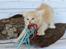 Kurilean Bobtail KorZhik's Tykke Bertha,