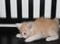 Kurilean Bobtail KorZhik's Tykke Bertha,