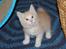 Kurilean Bobtail KorZhik's Tykke Bertha,