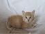 Kurilean Bobtail KorZhik's Tykke Bertha,