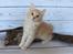Kurilean Bobtail KorZhik's Tykke Bertha,