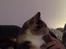 Huskat Astrid