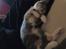 Huskat Astrid