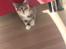 Huskat Astrid