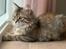 Sibirisk Kat Blixen