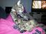 Huskat Gaia