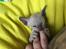 Cornish Rex DK*Pixiepaws Monty Green