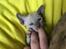 Cornish Rex DK*Pixiepaws Monty Green