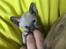 Cornish Rex DK*Pixiepaws Monty Green
