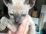 Cornish Rex DK*Pixiepaws Monty Green