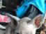 Cornish Rex DK*Pixiepaws Monty Green