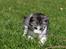Huskat Astrid 