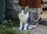 Huskat Astrid 