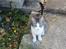 Huskat Astrid 