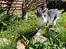 Huskat Astrid 