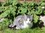 Huskat Astrid 
