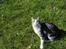 Huskat Astrid 