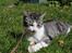 Huskat Astrid 