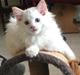 Ragdoll DK CatchingLove's Unik Arn (Pelle)