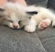 Ragdoll Elliott (Melodic Aura’s Epic Elliott)