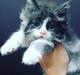 Maine Coon Pablo