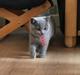 British Shorthair Tinka