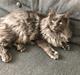 Maine Coon Carlo