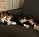Maine Coon Luna