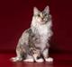 Kurilean Bobtail Alushta Silver Ray  RU