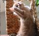 Huskat Tigermis