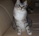 Kurilean Bobtail DK JeaTri´s Andersine