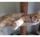 Maine Coon Leo 