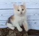 Kurilean Bobtail KorZhik's Dora